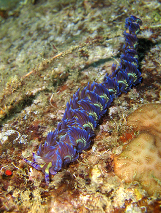 Seaslug